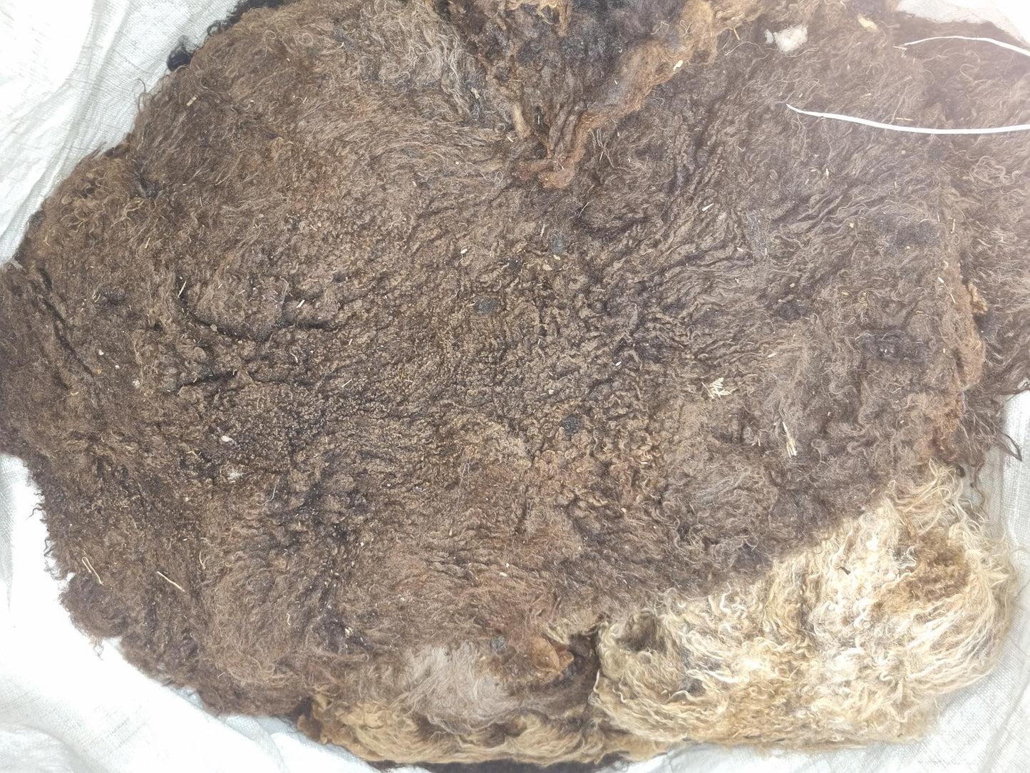 Felted/Matted fleece (Hebridean) - FREE